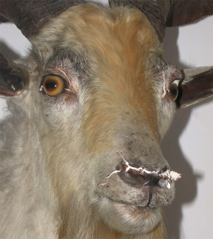 European Goat Mount 2