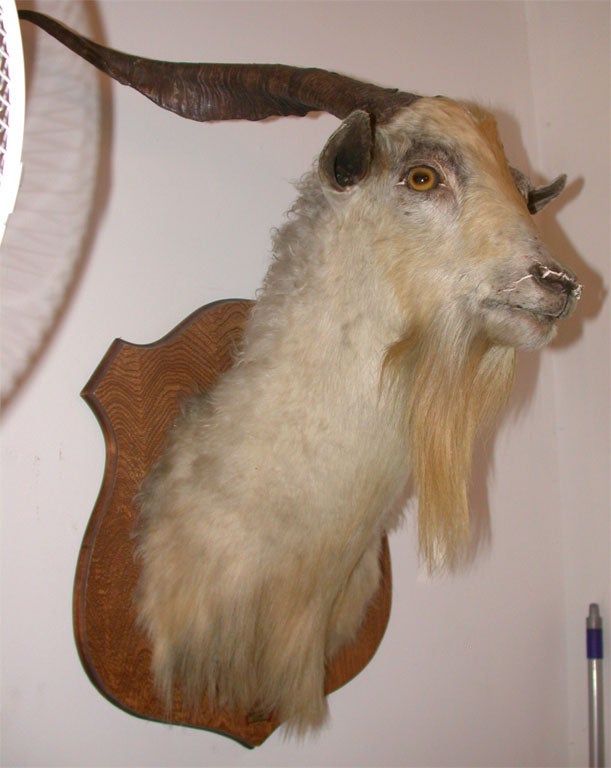 European Goat Mount 3