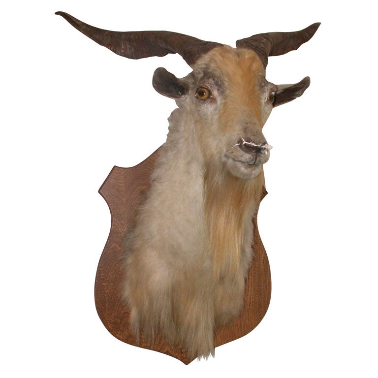 European Goat Mount