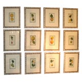 Set of Twelve Antique Hand Colored Etchings of Fruit