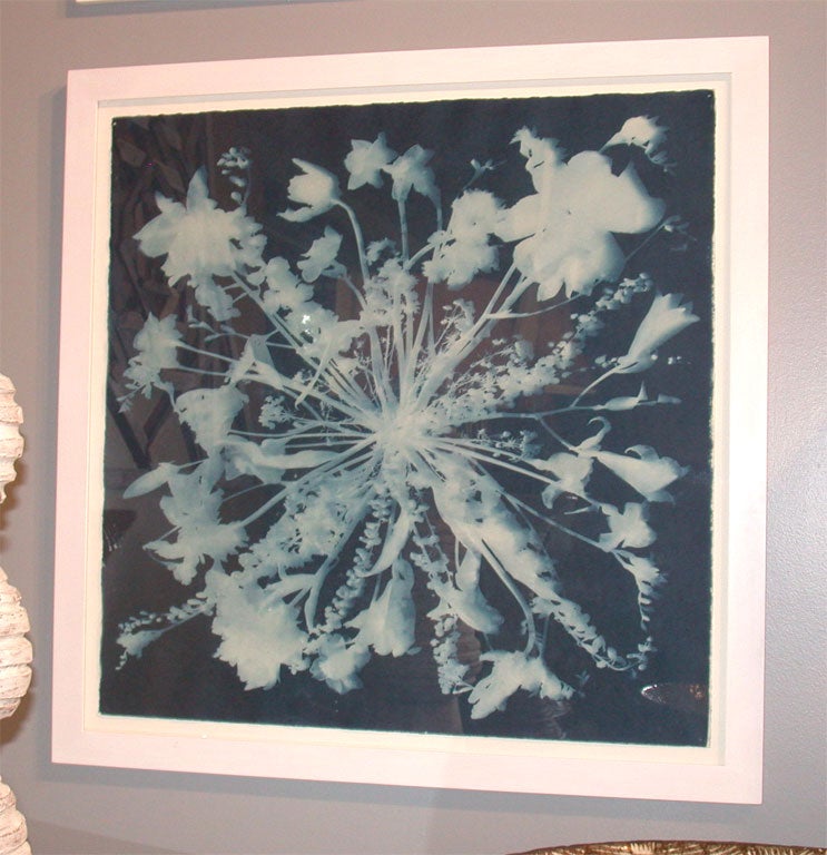 Cyanotype By Mark Wilson