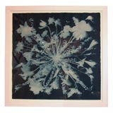 Cyanotype By Mark Wilson Antique Cyanotype By Mark Wilson