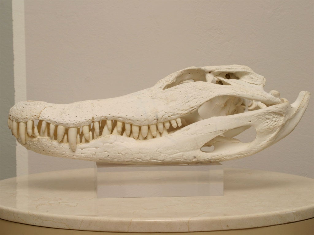 Alligator Skull on Lucite Stand