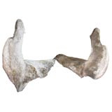 Antique Pair of  Whale Fin Bones