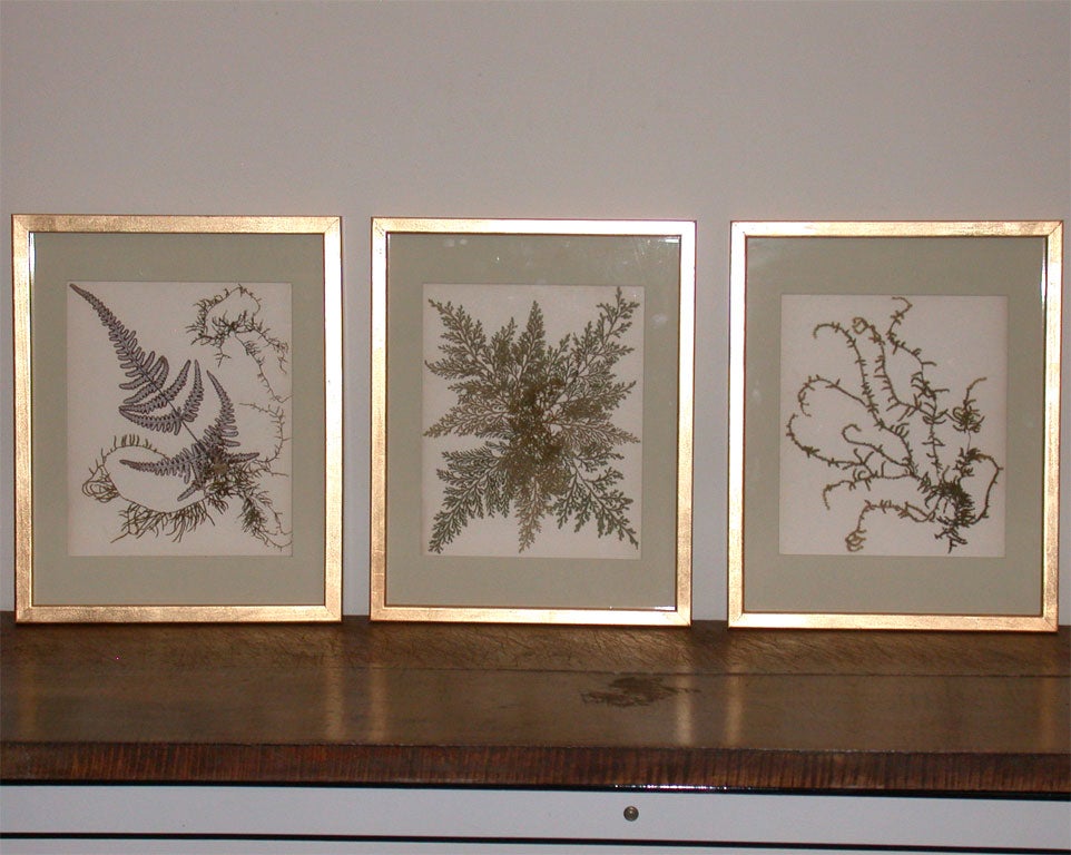 PRESSED FERN BOTANICALS