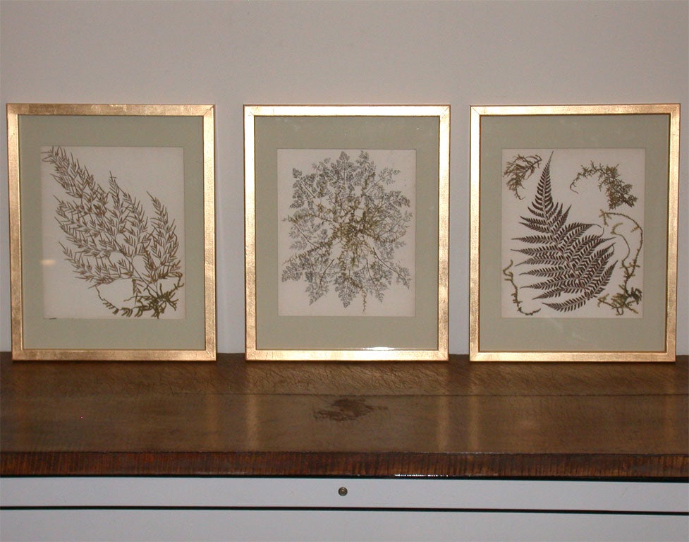 PRESSED FERNS BOTANICAL SPECIMENS