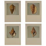"Conchology:The Natural History of Shells, London 1811, Set of 4