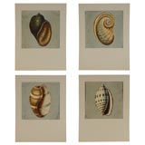 "Conchology: The Natural History of Shells,London 1811" Set of 4