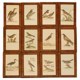 Framed Antique Bird Prints