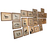26 Framed Waterfowl Engravings