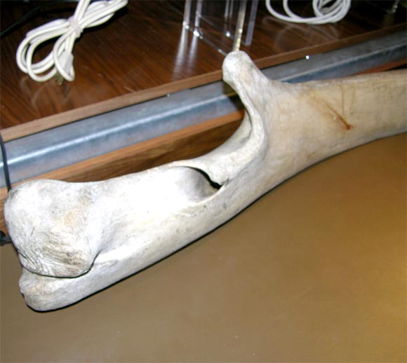 Humpback Whale Jaw Bone mounted on stand. Circa 1800.