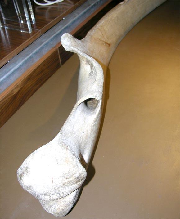 baleen whale jaw bone