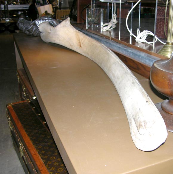 19th Century Humpback Whale Jaw Bone