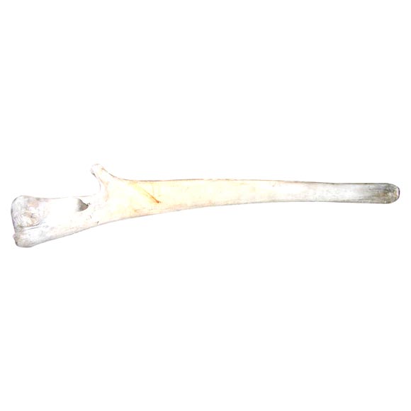 Humpback Whale Jaw Bone