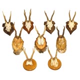 Nine Mounted Roebuck Skulls  and Horns