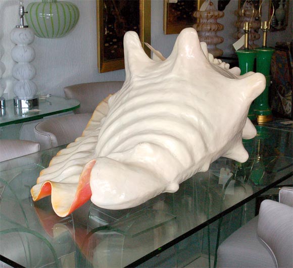 This whimsical seashell is sculptural and different from every angle. It rests comfortable in two different  positions.  It ranges in color from flesh to vibrant orange.