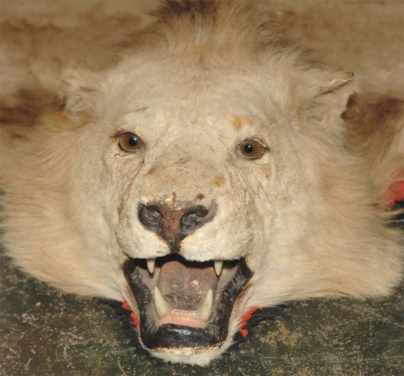 Large Antique Lion Skin Rug at 1stDibs | african lion skin rug for sale