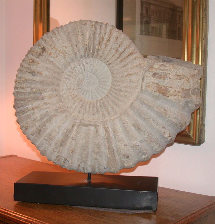 A large ammonite fossil millions of years old dramatically mounted on a new black wood base.