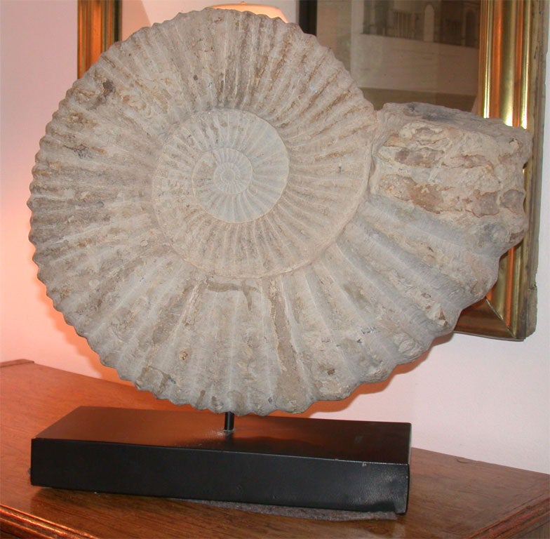 Moroccan Large Ammonite Fossil on Stand