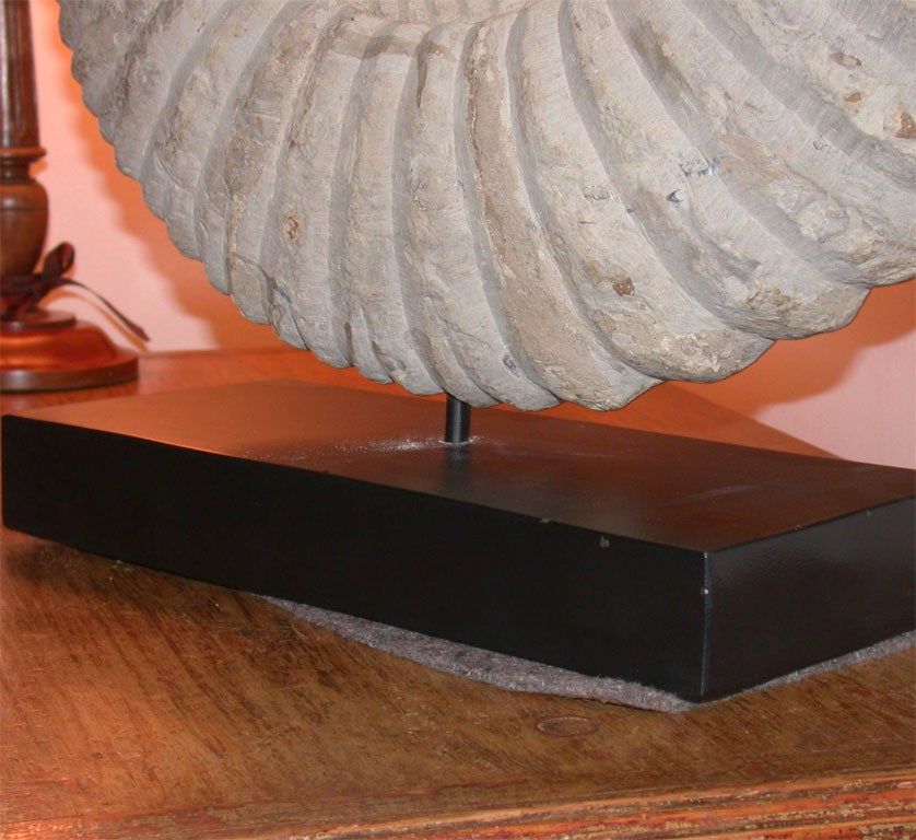 18th Century and Earlier Large Ammonite Fossil on Stand