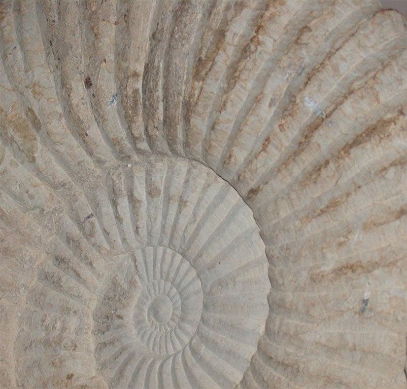 Large Ammonite Fossil on Stand 1