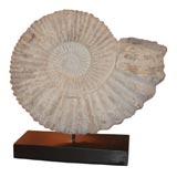 Large Ammonite Fossil on Stand
