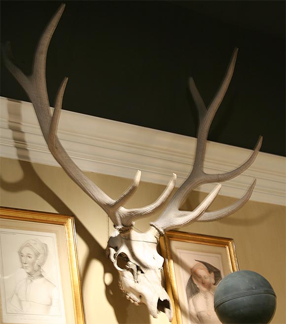 Vintage White Deer Mount