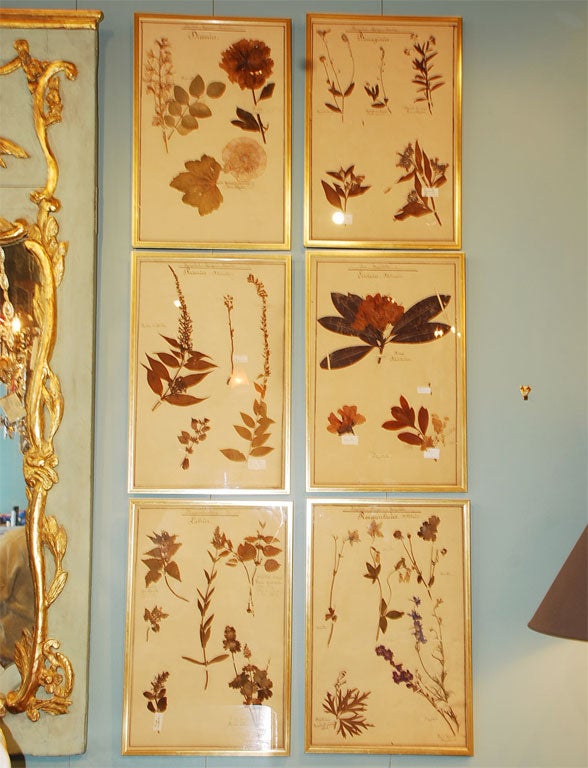 Set of Six Framed Herbiers