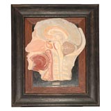 Plaster head on wood frame