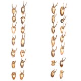 Antique Swedish Collection of 28 Mounted Horns