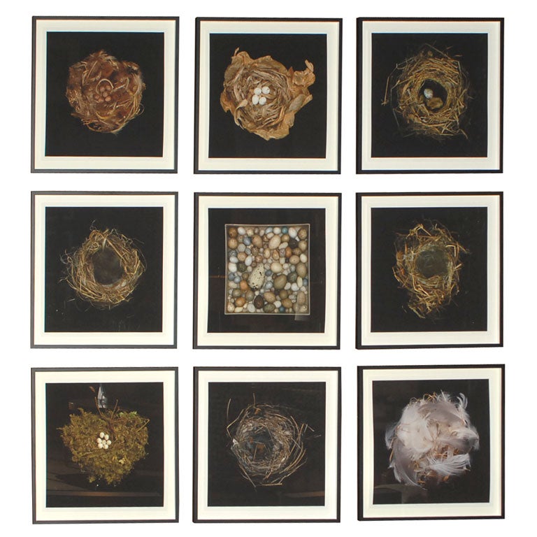 Photographic Studies of Birds Nests For Sale