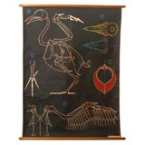 Chicken Educational Plate