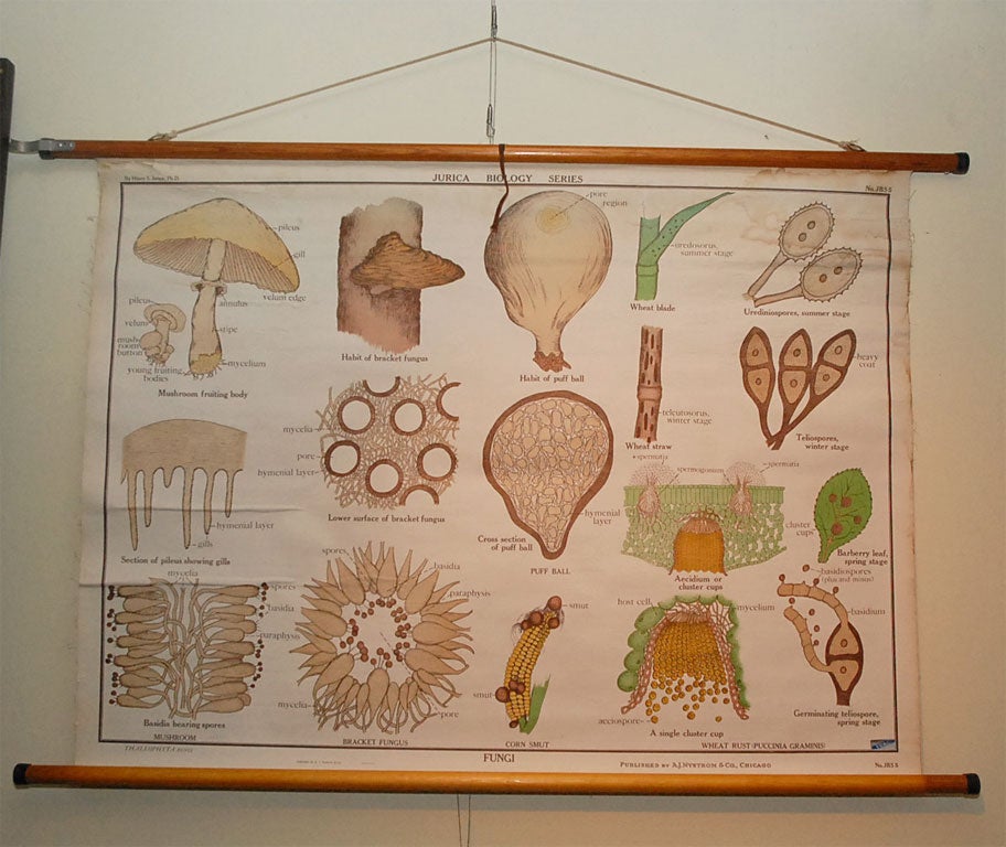 Eudcational Plate: Mushroom
