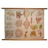 Vintage Eudcational Plate: Mushroom