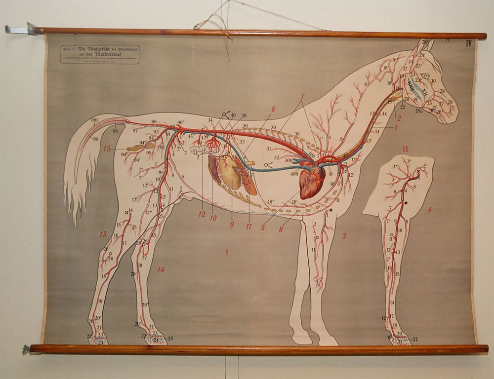 Education plate: Horse Bloodstream