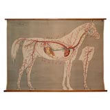Education plate: Horse Bloodstream