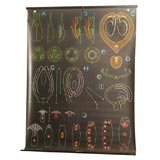 Science Educational Plate