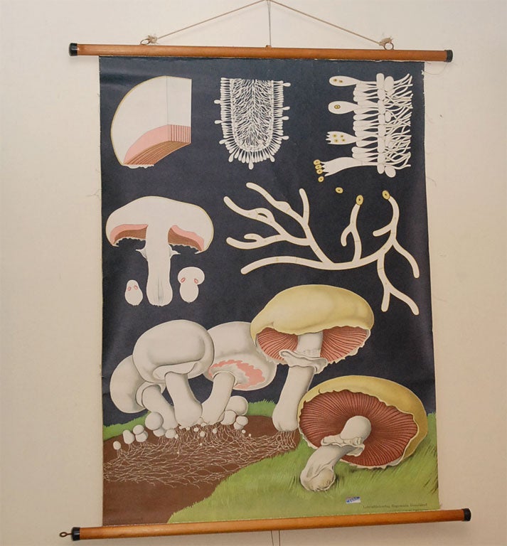 Eudcational Plate, mushroom, on its original dowels
