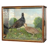 Victorian Shadowbox of Two Grouses