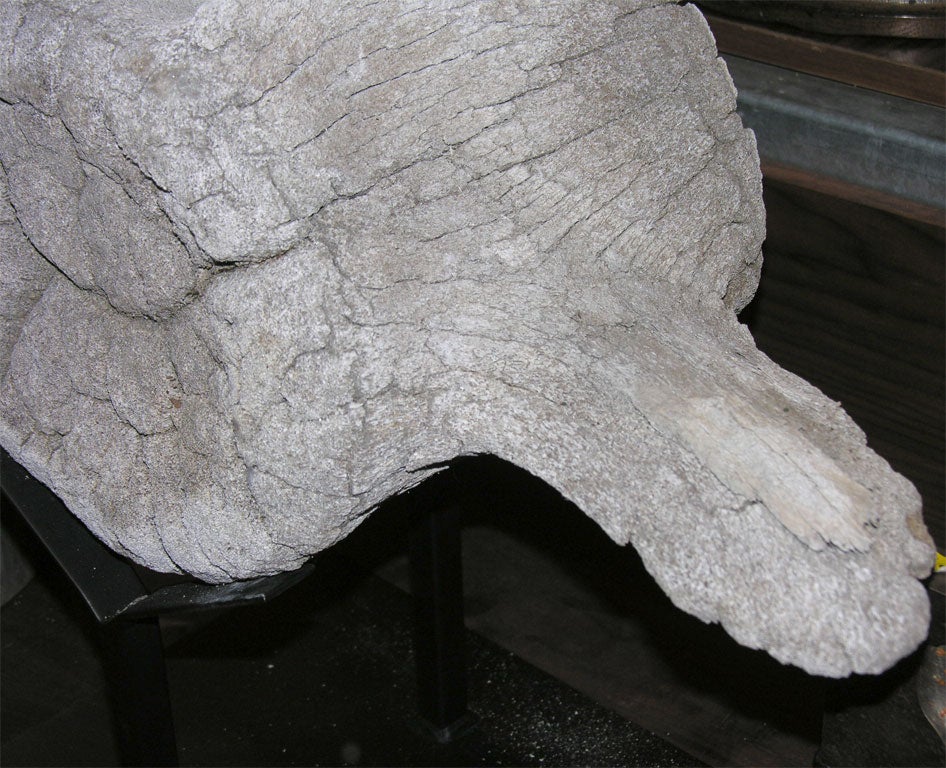 Bone 19th Century Whale Vertebrae on Custom Iron Stand