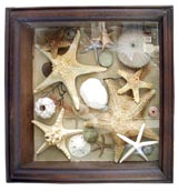 Antique Shadow Box Collection of Starfish