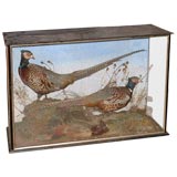 Victorian Pheasant Shadowboxes