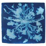 Cyanotype by Mark Wilson