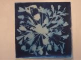 Mark Wilson Cyanotype