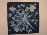 Mark Wilson Cyanotype