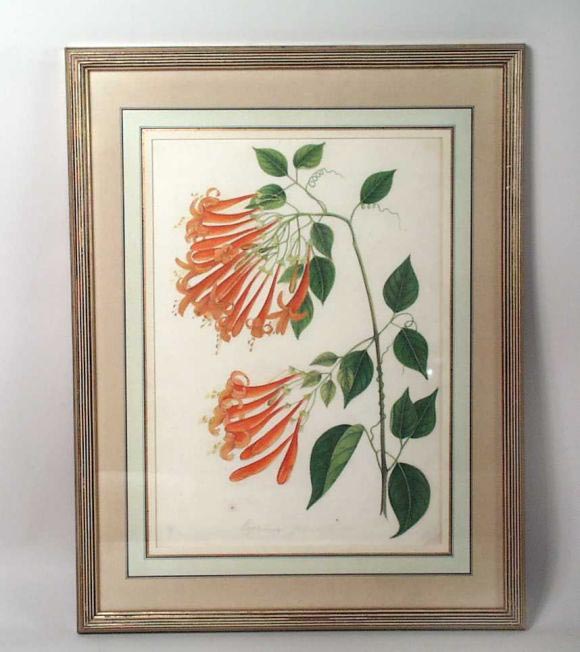 A framed pair of late 18th century Chinese water colors: Leechee Nuts and Bigonia. Listed dimensions include the frames, as shown.