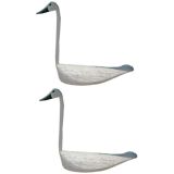 Unusual Pair of Tall Necked Swans