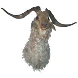 Mounted Goats Head