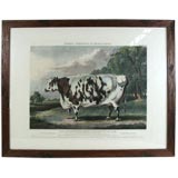 Large original etching of  prize cow