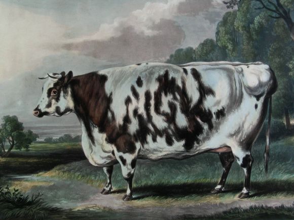 Large original etching of  prize cow